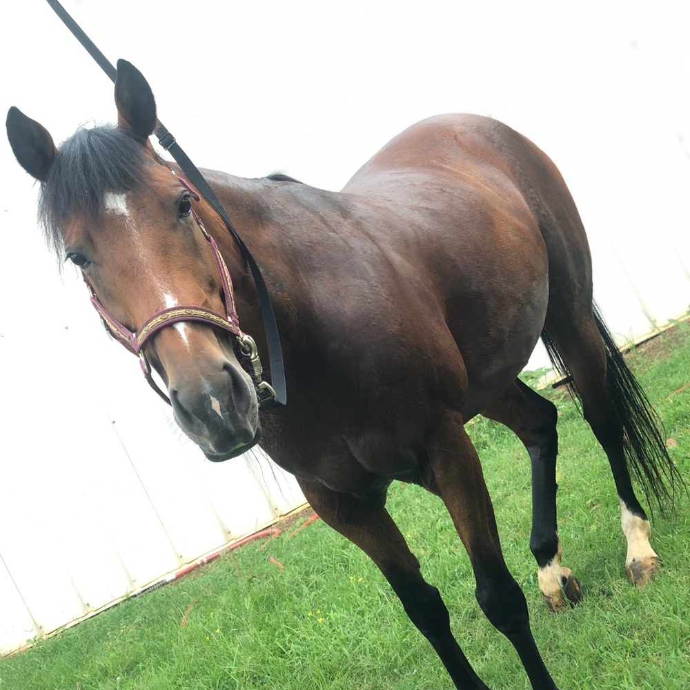 ISO HORSE TACK